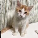 【ワンタン】おかげさまで里親様が決まりました。