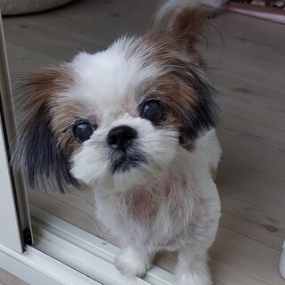 【募集一旦停止します】シーズー 穂花ちゃん