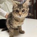 【ヤムチャ】募集を終了しました