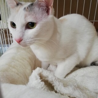 とにかく撫でてほしいと甘えるパステル三毛☆