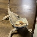 フトアゴヒゲトカゲ里親募集中！