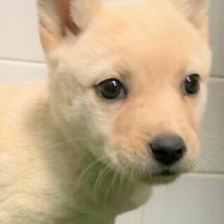 ◆可愛い子犬(多数収容中)◆を家族に迎えませんか？