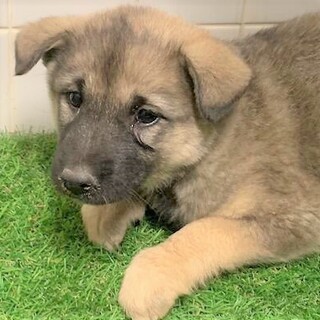 ◆可愛い子犬(多数収容中)◆を家族に迎えませんか？
