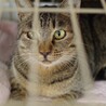 はなこさん/メス/りんご猫