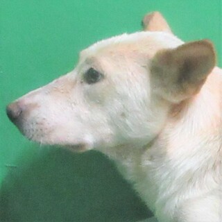 ◆可愛い犬(多数収容中)◆を家族に迎えませんか？