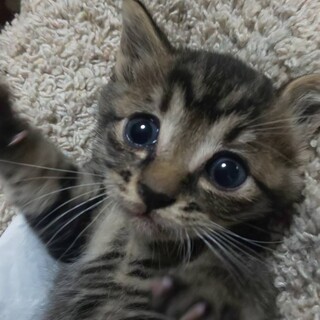 トラ子猫☆1匹☆