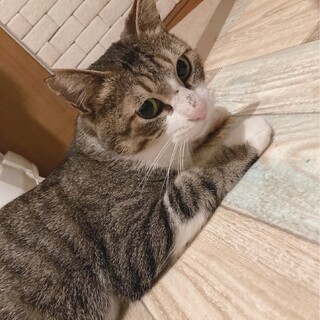 食いしん坊甘えん坊❤️キジシロチビ太