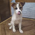 保護犬！里親様緊急募集！！