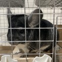 チンチラ　グレー1歳