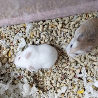 ロボロフスキーハムスター