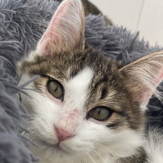 【小平市】甘えん坊の男の子！蘭丸くん