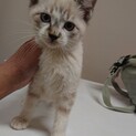 仔猫あじ君里親さん募集１時停止