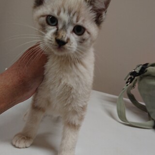 仔猫あじ君里親さん募集１時停止