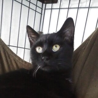 黒猫オールスターズ　フレンド君