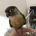 里親様決まりました ワキコガネウロコインコ