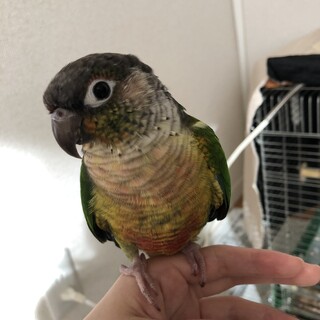 里親様決まりました ワキコガネウロコインコ