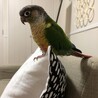 里親様決まりました ワキコガネウロコインコ サムネイル3