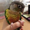 里親様決まりました ワキコガネウロコインコ サムネイル2