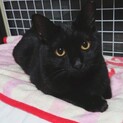 ツンデレ美ニャン♪黒猫ジェリクルちゃん