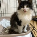黒猫男の子
