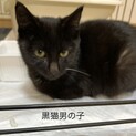 黒猫の里親様募集！