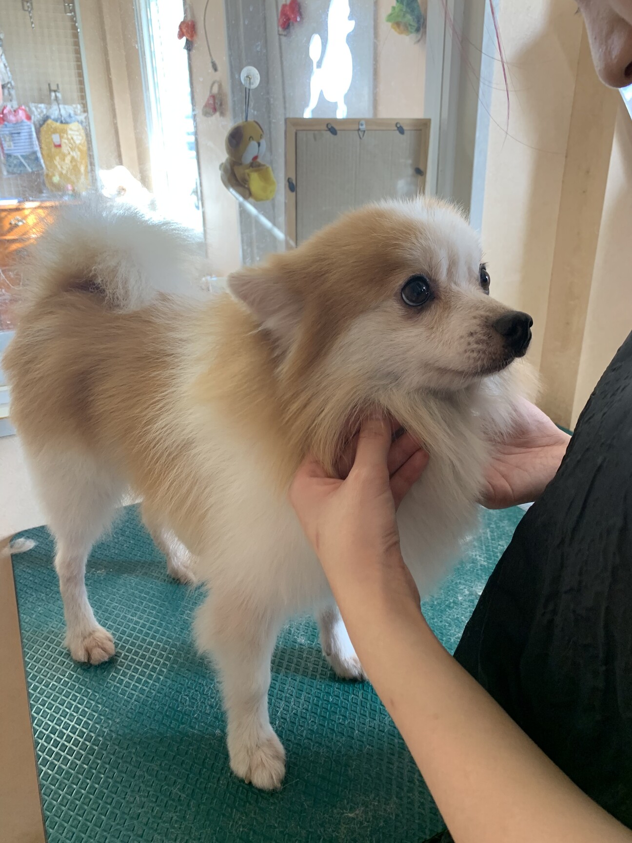 パーティーカラー ポメラニアン 岐阜県 犬の里親募集 3915 ペットのおうち 月間利用者150万人