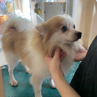 パーティーカラー　ポメラニアン