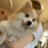 パーティーカラー　ポメラニアン サムネイル2