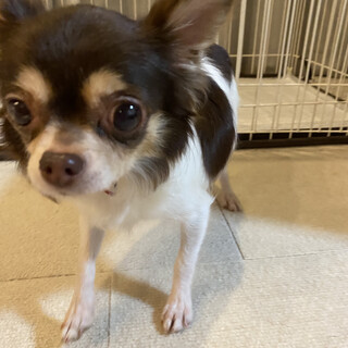 とっても小さなお顔のかりんちゃん♫