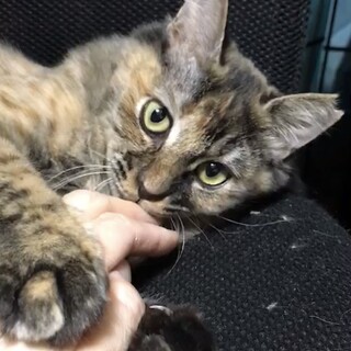 ゴージャスなサビの女の子