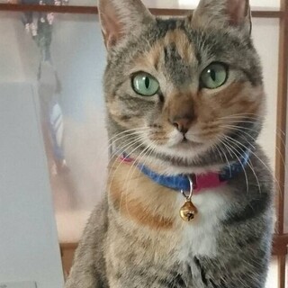 縞三毛・人に愛される性格♡甘え上手な女の子