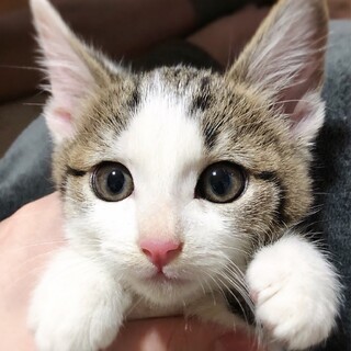 【バナナパフェ】おかげさまで里親様が決まりました！