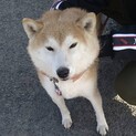 柴犬の桃ちゃん