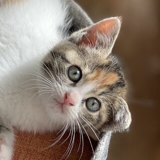 丸顔でゴロゴロの三毛猫！　生後2か月