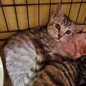 【サバ吉】おかげさまで里親様が決まりました。