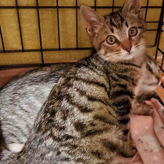 【タビ子】おかげさまで里親様が決まりました。
