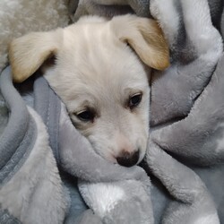 「家に来て１年(*´ω｀*)」サムネイル3