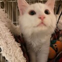 長毛白黒仔猫！美人な女の子募集停止