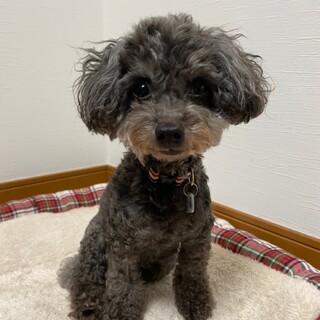 アクティヴで人懐っこいオルトくん。