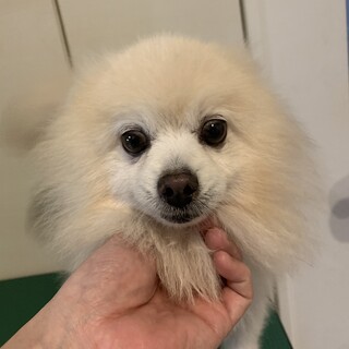 【ポメラニアン】 オス6歳 クリームカラー
