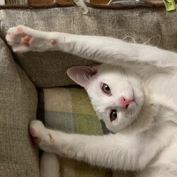 保護犬猫の譲渡会 in せとうちドッグパーク