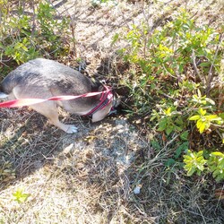 ネズミ捕り名人　琳