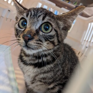 【キジ 約4ヶ月オス】律