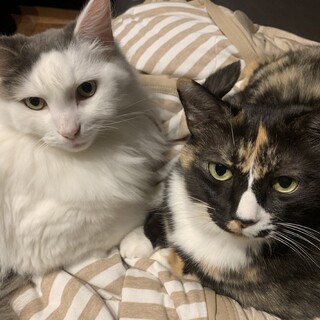 里親様が決まりました