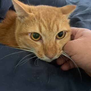 【急募】茶トラくん