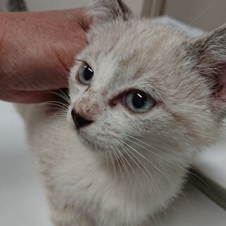 仔猫おふねちゃん里親さん募集