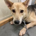 犬舎出産ママ野犬こげこちゃん