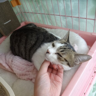【動画】超甘えん坊☆顔をすり寄せて甘えます！