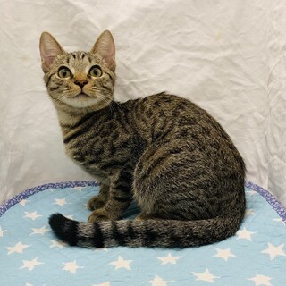 くりっとおめめのクルトン君