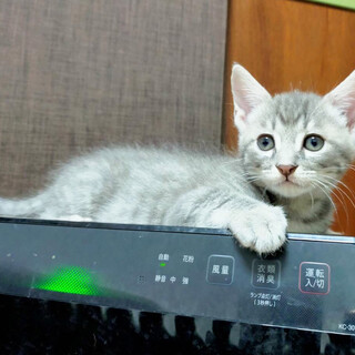 只今２ヶ月！ダンボールにいた天使ちゃん　グレー ♂